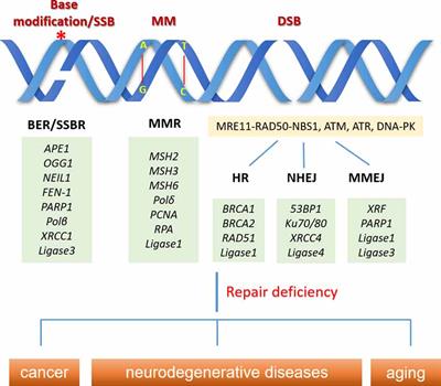 DNA Damage and Repair Deficiency in ALS/FTD-Associated Neurodegeneration: From Molecular Mechanisms to Therapeutic Implication